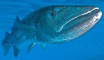 J'ai plus d'app�tit qu'un Barracuda