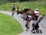 Cerf moi fort