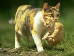 Chatte en photos