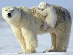 Over the ice