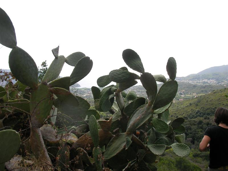 elbaman-3.jpg