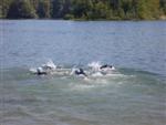 triathlon-vaulx-51.jpg