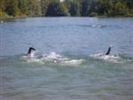triathlon-vaulx-53.jpg