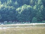 cublize-lac-sapins-80.jpg